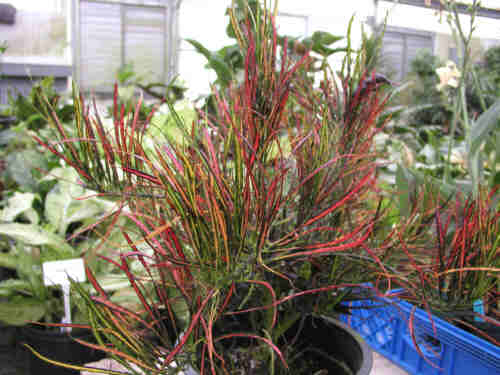 Croton Paintbrush